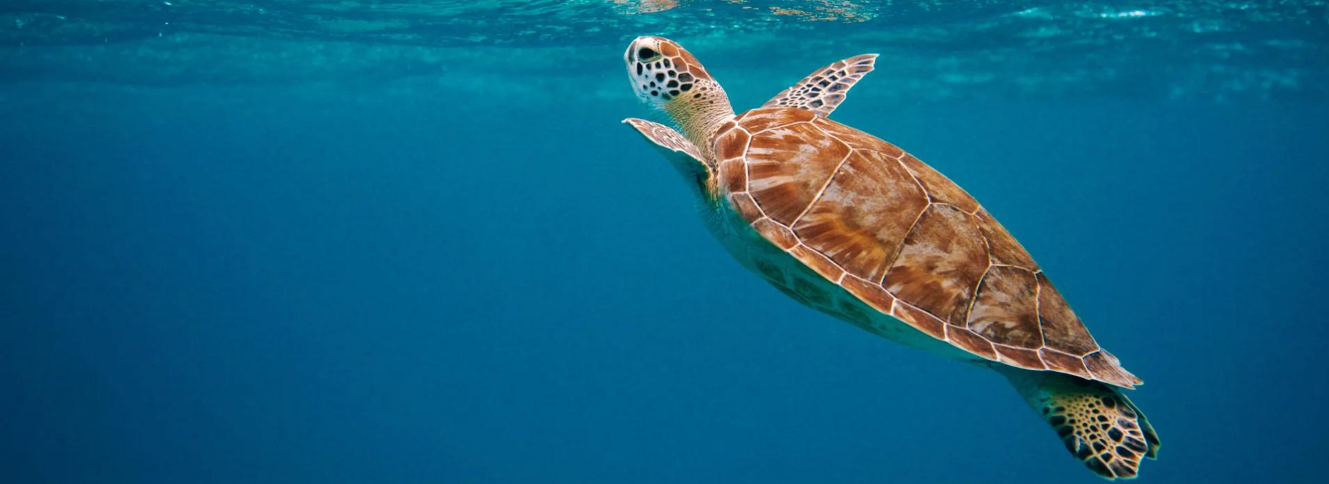 Sea Turtle